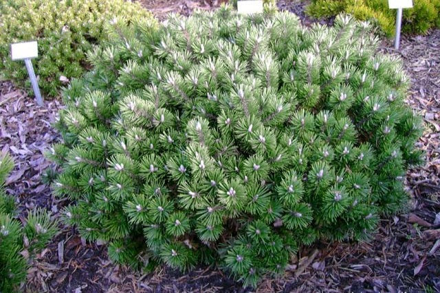 Pušis kalninė (Pinus mugo) 'Humpy'
