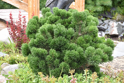 Pušis kalninė (Pinus mugo) 'Jacobsen'