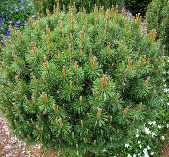 Pušis kalninė (Pinus mugo) 'Litomysl'