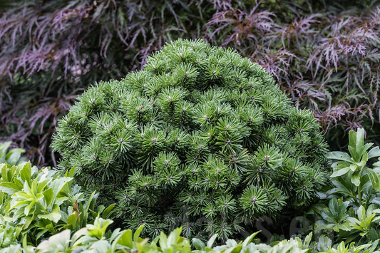 Pušis kalninė (Pinus mugo) 'Mops'