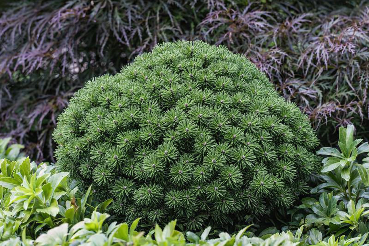 Pušis kalninė (Pinus mugo) 'Mops'