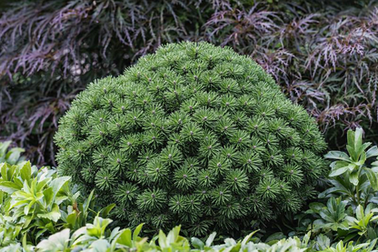 Pušis kalninė (Pinus mugo) 'Mops'