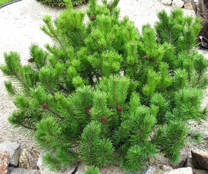 Pušis kalninė (Pinus mugo) 'Mughus'
