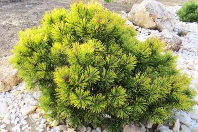Pušis kalninė (Pinus mugo) 'Ophir'