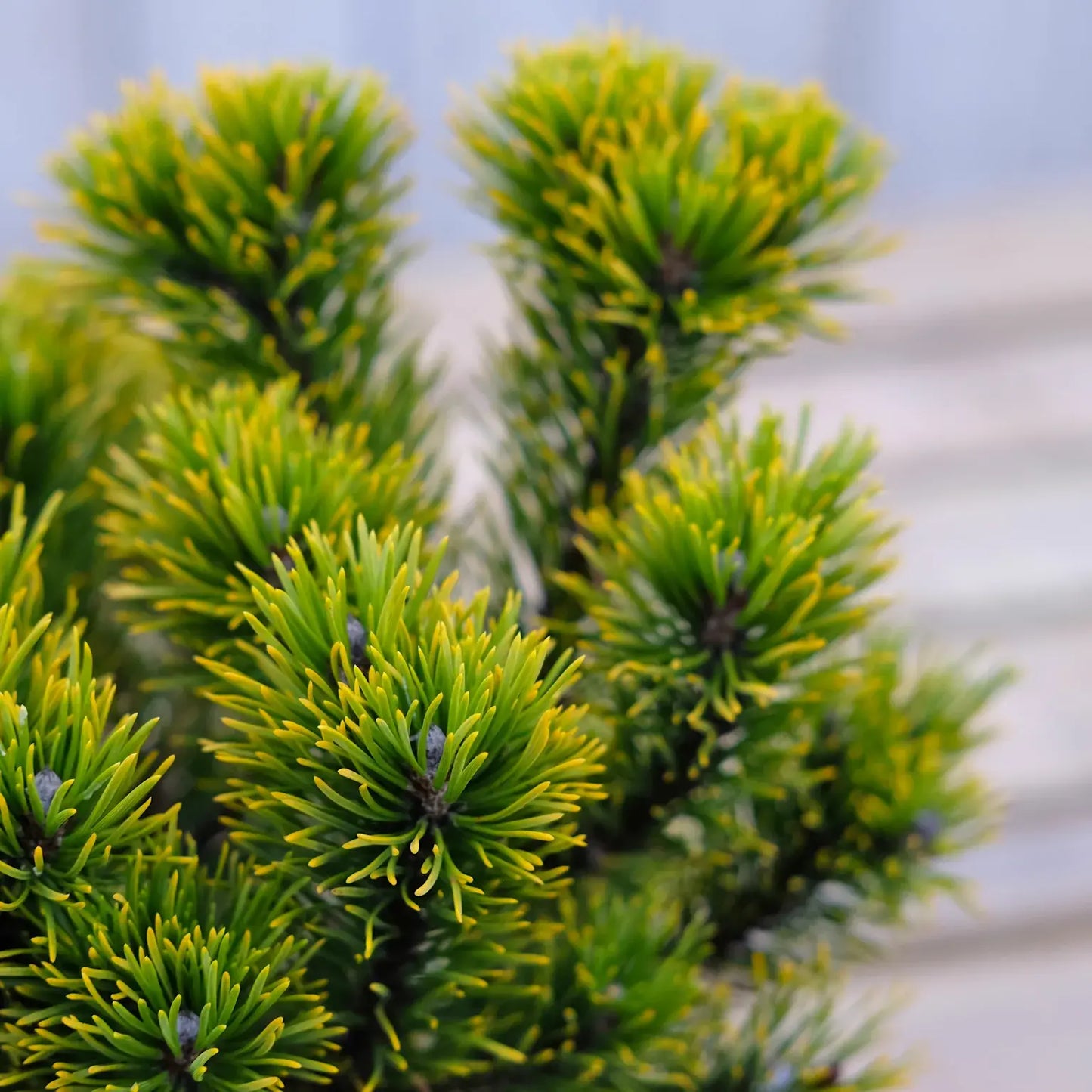 Pušis kalninė (Pinus mugo) 'Ophir'
