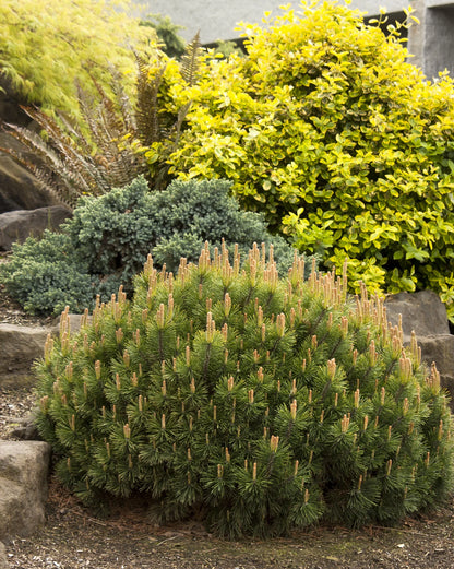 Pušis kalninė (Pinus mugo) 'Pumilio'