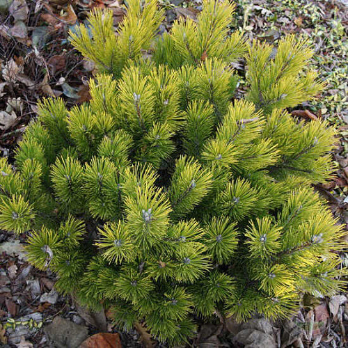 Pušis kalninė (Pinus mugo) 'Schweizer Tourist'