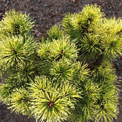 Pušis kalninė (Pinus mugo) 'Sunshine'