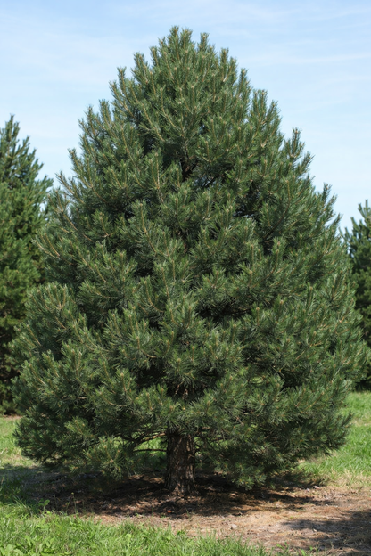 Pušis juodoji (Pinus nigra)