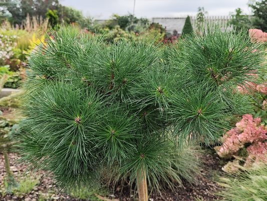 Pušis juodoji (Pinus nigra) 'Ajandek' Pa