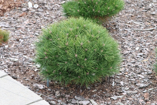 Pušis juodoji (Pinus nigra) 'Bayo’