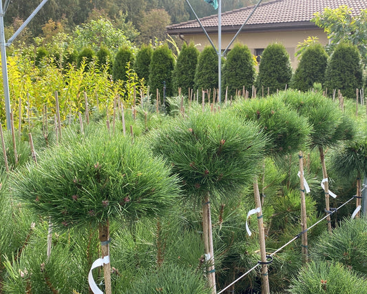 Pušis juodoji (Pinus nigra) 'Bayo' Pa