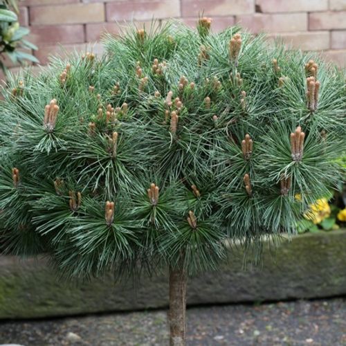 Pušis juodoji (Pinus nigra) 'Brepo' (Pierrick Bregeon) Pa