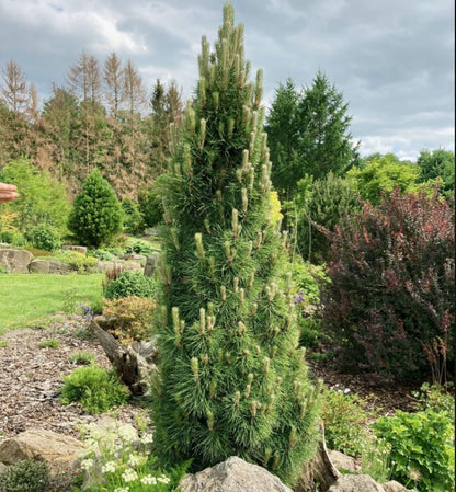 Pušis juodoji (Pinus nigra) 'Green Rocket'