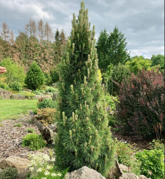 Pušis juodoji (Pinus nigra) 'Green Rocket'