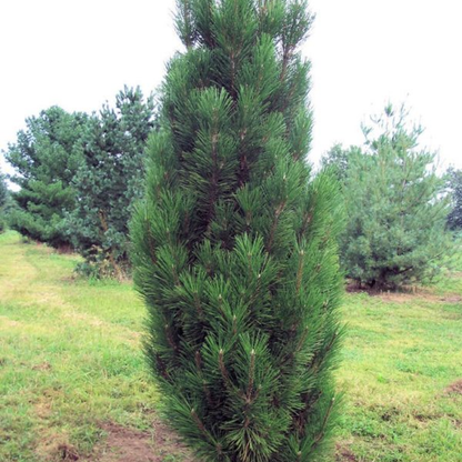 Pušis juodoji (Pinus nigra) 'Green Rocket'