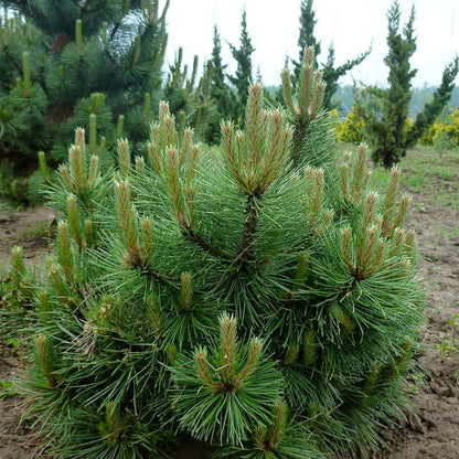 Pušis juodoji (Pinus nigra) 'Hornibrookiana'