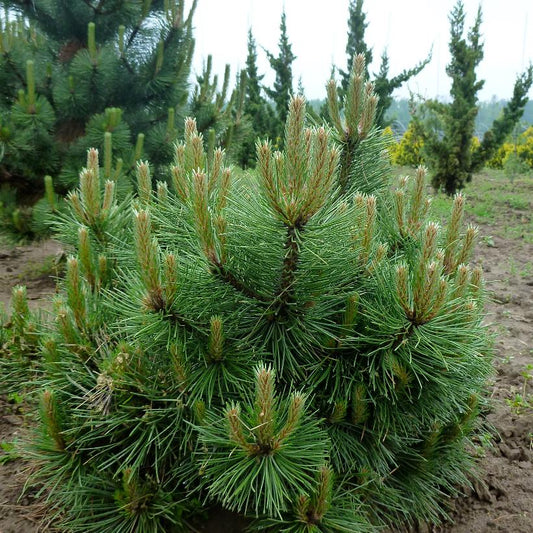 Pušis juodoji (Pinus nigra) 'Hornibrookiana'