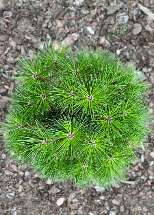 Pušis juodoji (Pinus nigra) 'Merci'