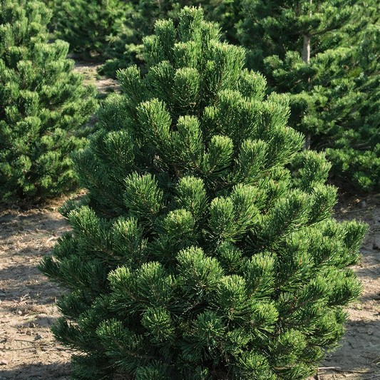 Pušis juodoji (Pinus nigra) 'Oregon Green'
