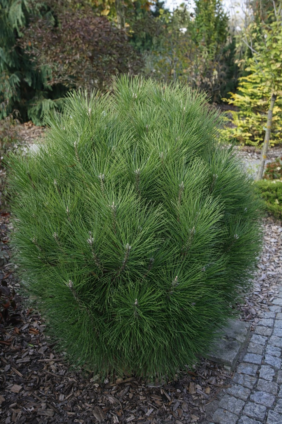 Pušis juodoji (Pinus nigra) 'Rondello' – Gitanos medeliai