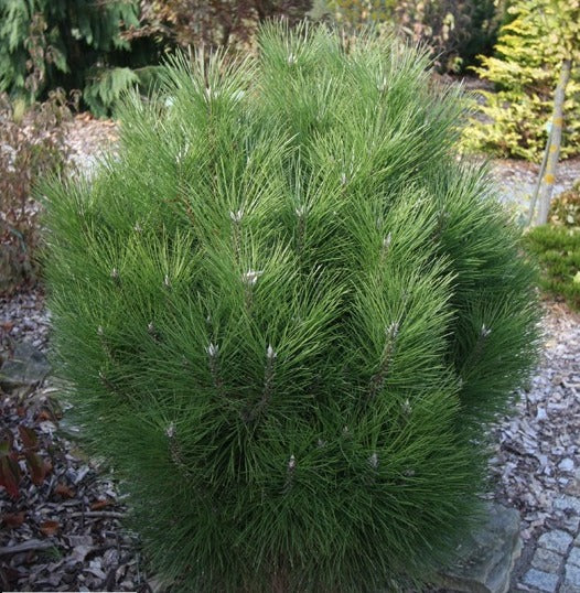 Pušis juodoji (Pinus nigra) 'Rondello' – Gitanos medeliai