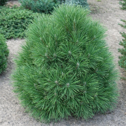 Pušis juodoji (Pinus nigra) 'Spielberg'
