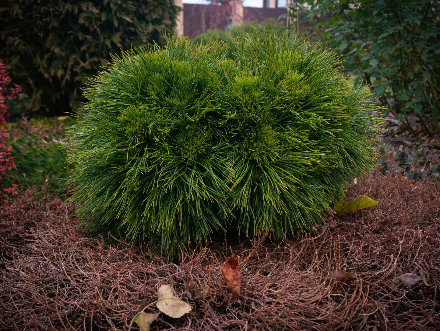 Pušis juodoji (Pinus nigra) 'Spielberg'
