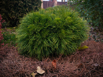 Pušis juodoji (Pinus nigra) 'Spielberg'