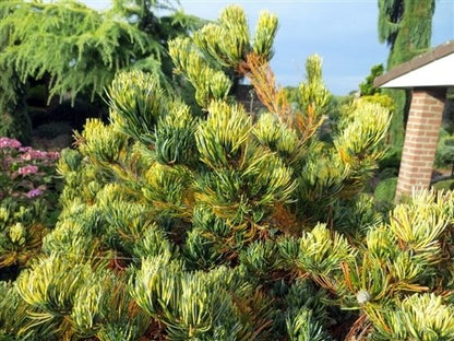 Pušis smulkiažiedė (Pinus parviflora) 'Fukai'