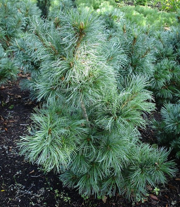 Pušis smulkiažiedė (Pinus parviflora) 'Schoon's Bonsai'