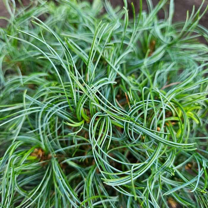 Pušis veimutinė (Pinus strobus) 'Green Twist'