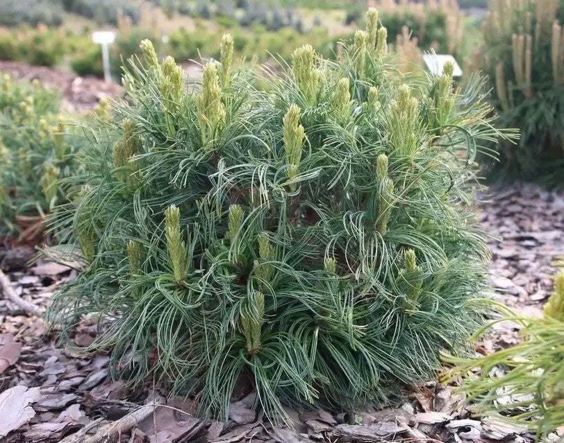 Pušis veimutinė (Pinus strobus) 'Green Twist'