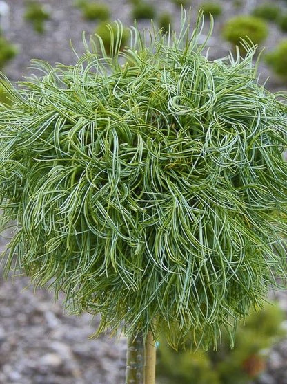 Pušis veimutinė (Pinus strobus) 'Green Twist' Pa