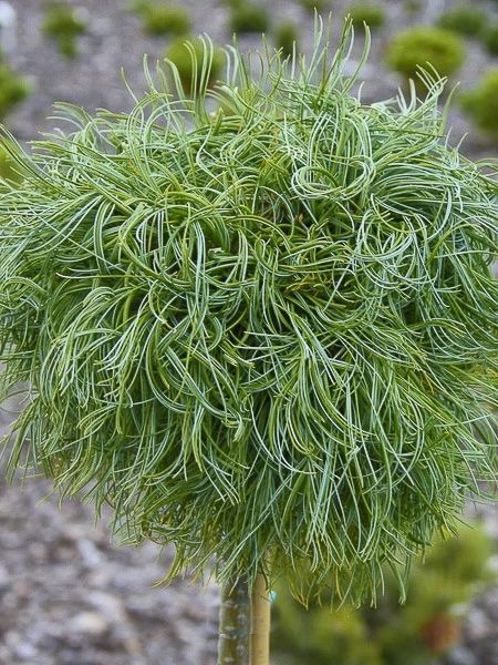 Pušis veimutinė (Pinus strobus) 'Green Twist' Pa