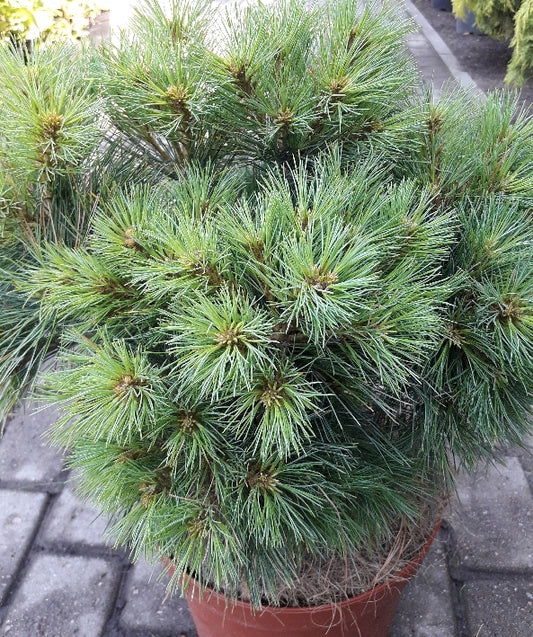 Pušis veimutinė (Pinus strobus) 'Greg'