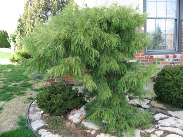Pušis veimutinė (Pinus strobus) 'Niagara Falls'
