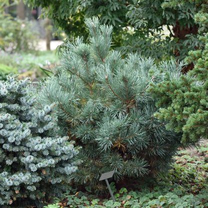 Pušis paprastoji (Pinus sylvestris) 'Watereri'