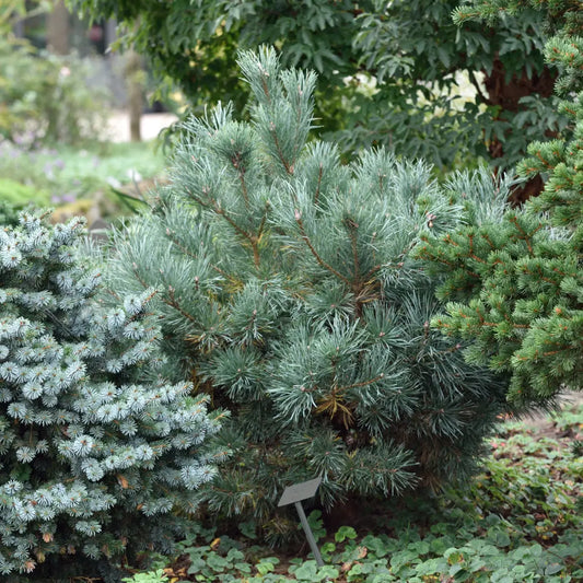 Pušis paprastoji (Pinus sylvestris) 'Watereri'