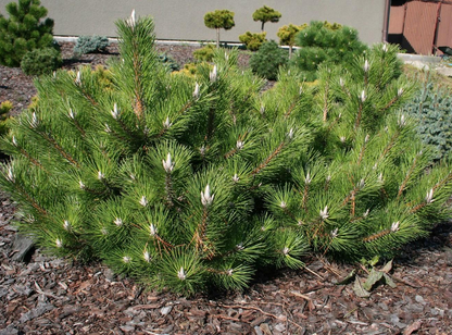 Pušis tunbergo (Pinus thunbergii) 'Sayonara'