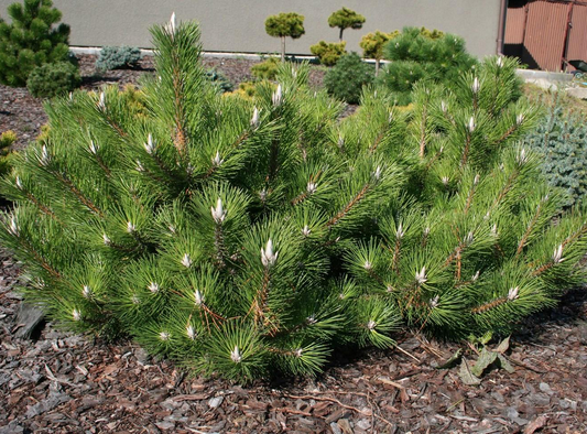 Pušis tunbergo (Pinus thunbergii) 'Sayonara'
