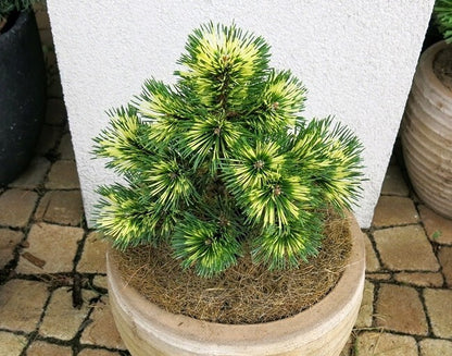 Pušis kablelinė (Pinus uncinata) 'Billabong'
