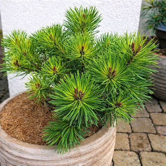 Pušis kablelinė (Pinus uncinata) 'Tukan'