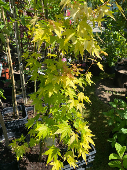 Klevas plaštakinis (Acer palmatum) 'Orange Dreams'