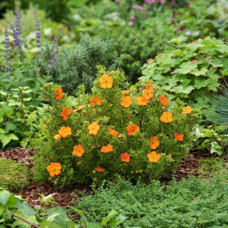 Sidabrakrūmis paprastasis (Potentilla fruticosa) Bella Sol 'Hanchdon'