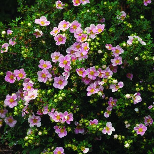 Sidabrakrūmis paprastasis (Potentilla fruticosa) Lovely Pink 'Pink Beauty'