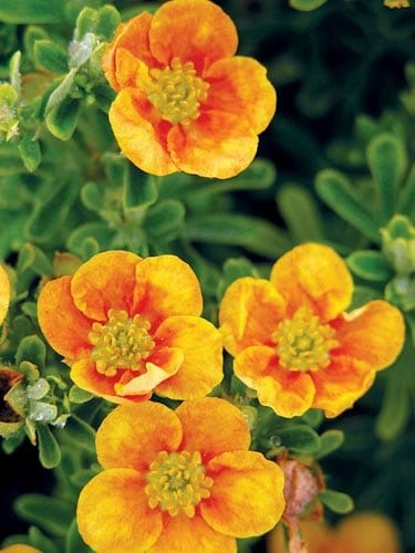 Sidabrakrūmis paprastasis (Potentilla fruticosa) Mango - Tango 'Uman'
