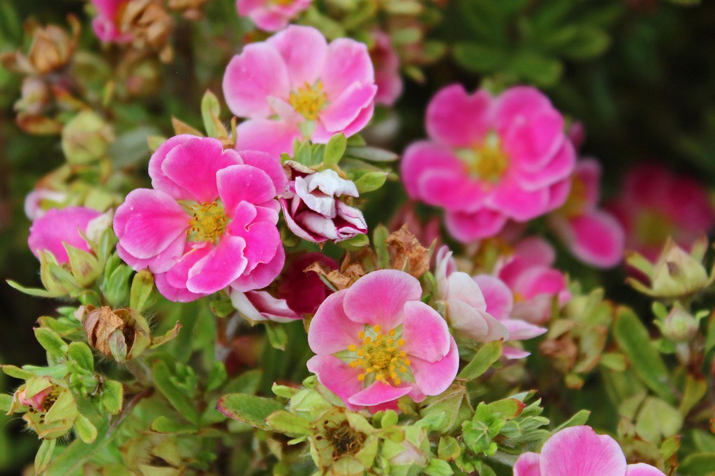 Sidabrakrūmis paprastasis (Potentilla fruticosa) Pink Paradise 'Kupinpa'