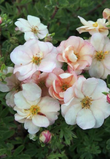 Sidabrakrūmis paprastasis (Potentilla fruticosa) 'Double Punch Cream'