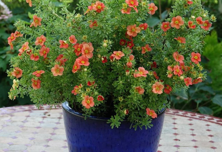 Sidabrakrūmis paprastasis (Potentilla fruticosa) 'Red'Issima'